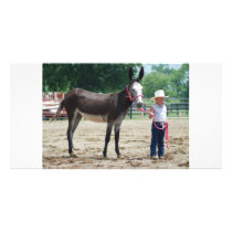mule show in wooford ky 024 custom photo card