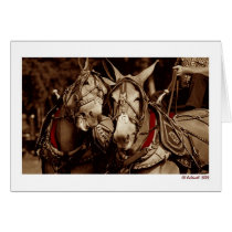 Mule Speak cards