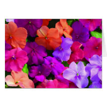 Multi Color Flowers Card - blank