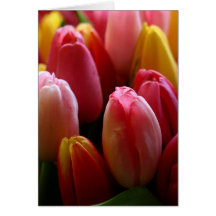 Multi Color Tulips Greeting Cards