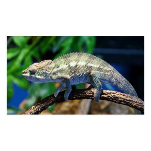 multi colored chameleon 2 business card template zazzle multi colored chameleon 2 business card template zazzle