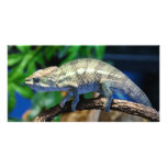 Multi-Colored Chameleon 2 Photo Cards