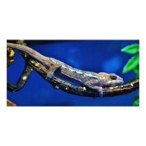 Multi-Colored Chameleon Photo Cards