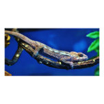 Multi-Colored Chameleon Photo Cards