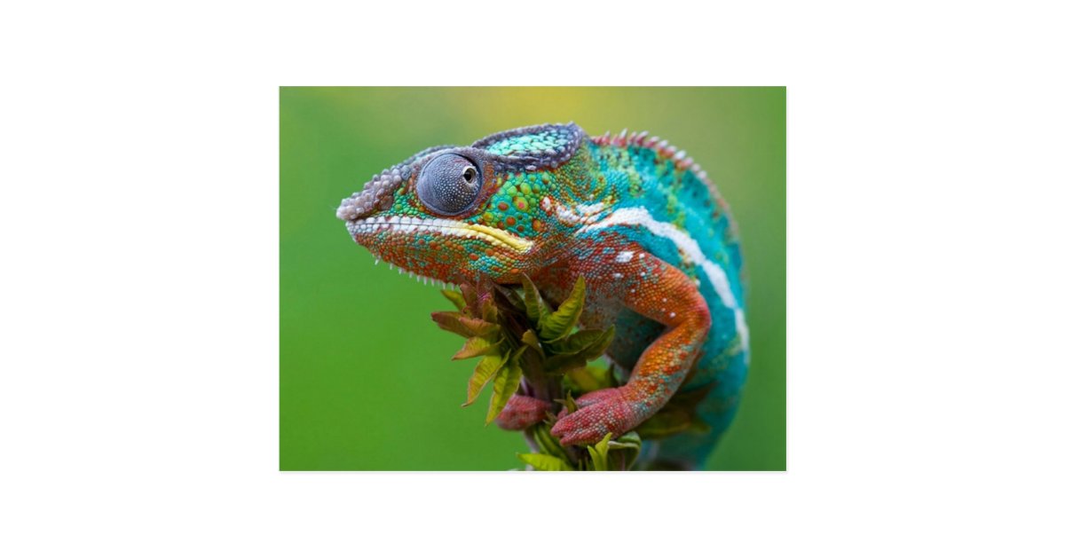 multi colored chameleon postcard zazzle multi colored chameleon postcard zazzle