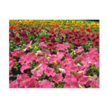 Multi-colored Petunias Pink flowers Postcard
