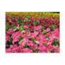 Multi-colored Petunias Pink flowers Postcard