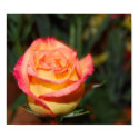 Multi-colored Rose posters