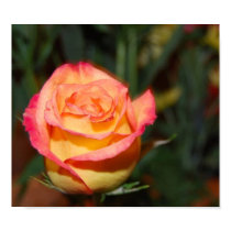 Multi-colored Rose posters