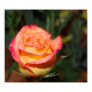 Multi-colored Rose