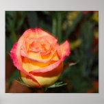 Multi-colored Rose Posters