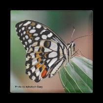 Multi-colored Spotted Butterfly Magnet by Rajee1 Multi-colored Spotted Butterfly Magnet
