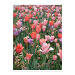 Multi Colored Tulips Invitations