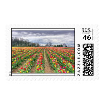 Multi colored tulips postage