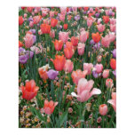 Multi Colored Tulips Print