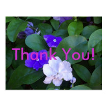 Multi Petunias Thank You postcards