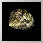 Multi Toned Sea Shell Poster