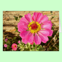 Multicolor Bloom cards
