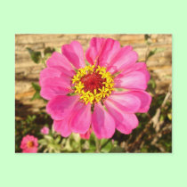 Multicolor Bloom postcards
