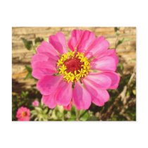 Multicolor Bloom postcards