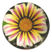 Multicolor Daisy (Gazania) stickers