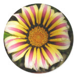 Multicolor Daisy (Gazania) Sticker