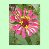 Multicolor Flower * postcards