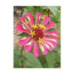 Multicolor Flower * Postcard