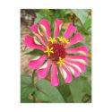 Multicolor Flower * postcards by wendyqzx Multicolor Flower * postcards