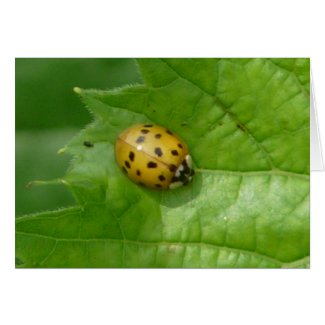 Multicolored Asian Lady Beetle card