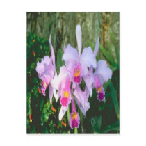 multicolored-lace-orchids postcard