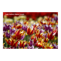 Multicoloured tulips  posters