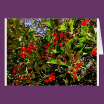 (multiple products selected) Fabulous Flowers cards
