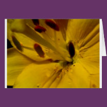 (multiple products selected) Fabulous Flowers cards