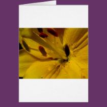 (multiple products selected) Fabulous Flowers cards