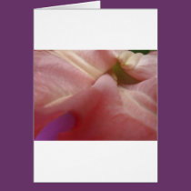 (multiple products selected) Fabulous Flowers cards