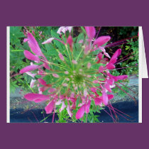 (multiple products selected) Fabulous Flowers cards