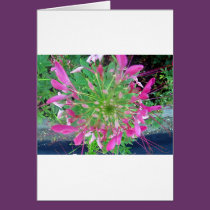 (multiple products selected) Fabulous Flowers cards