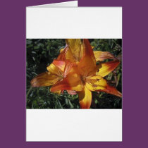(multiple products selected) Fabulous Flowers cards