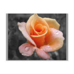 (multiple products selected)yellow rose postcards