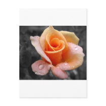 (multiple products selected)yellow rose post card