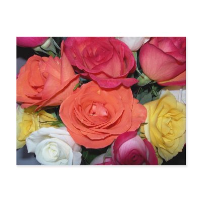 Multiple Roses Postcard by bkang22