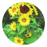 MULTIPLE SUNFLOWERS sticker