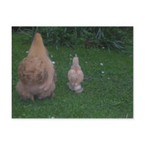 mum and its chick postcards