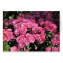 Mums in the Garden cards by DonnaGrayson_Photos Mums in the Garden cards