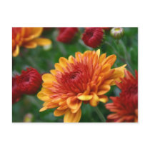 Mums on Fire postcards by lioneyes Mums on Fire postcards