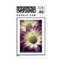 Mums Postage Stamp