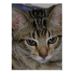 Munchie Baby Cat Photo Post Card