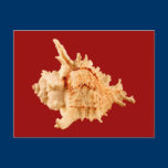 Murex Ramosus Postcards