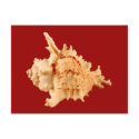 Murex Ramosus postcards